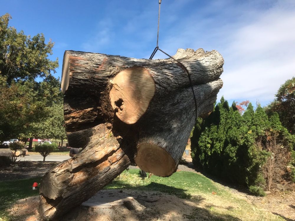 Crane Work Tree Removal