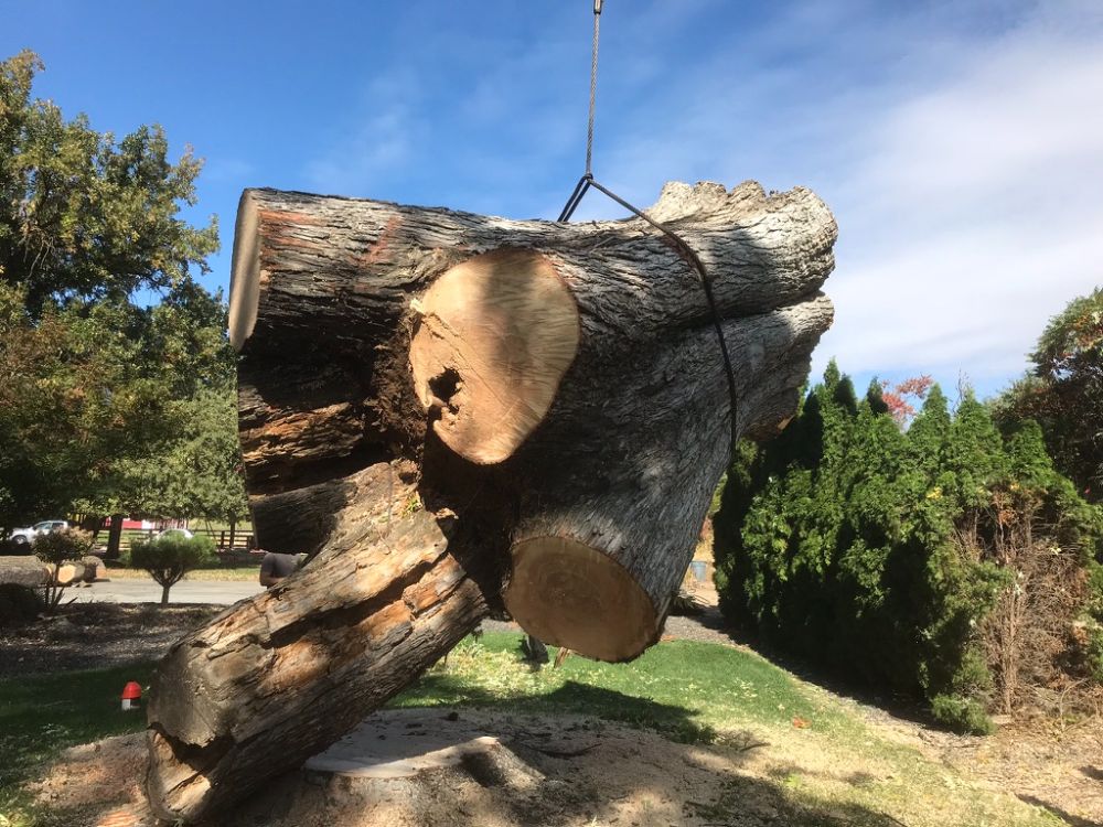 Crane Work Tree Removal Meridian