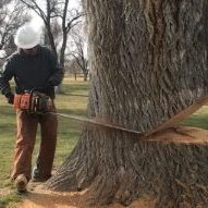 boise tree removal