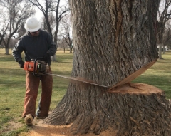 boise tree removal