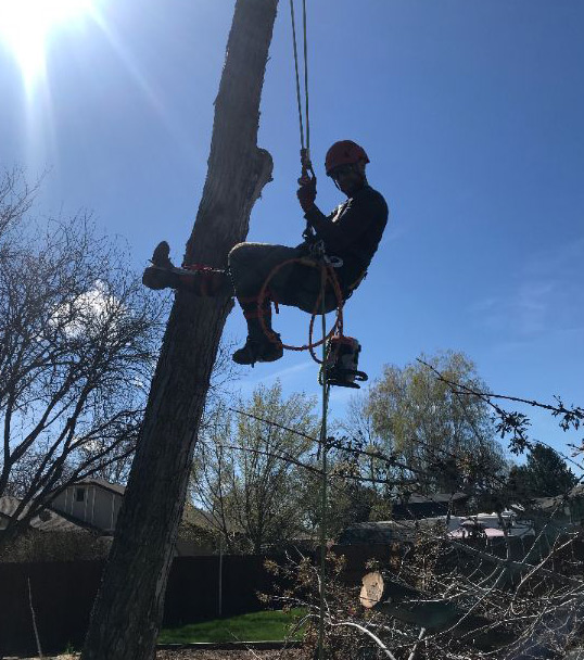 Tree Removal Service Boise, Nampa & Beyond. Cost Effective.