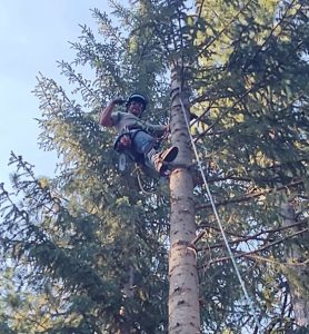 nampa tree removal