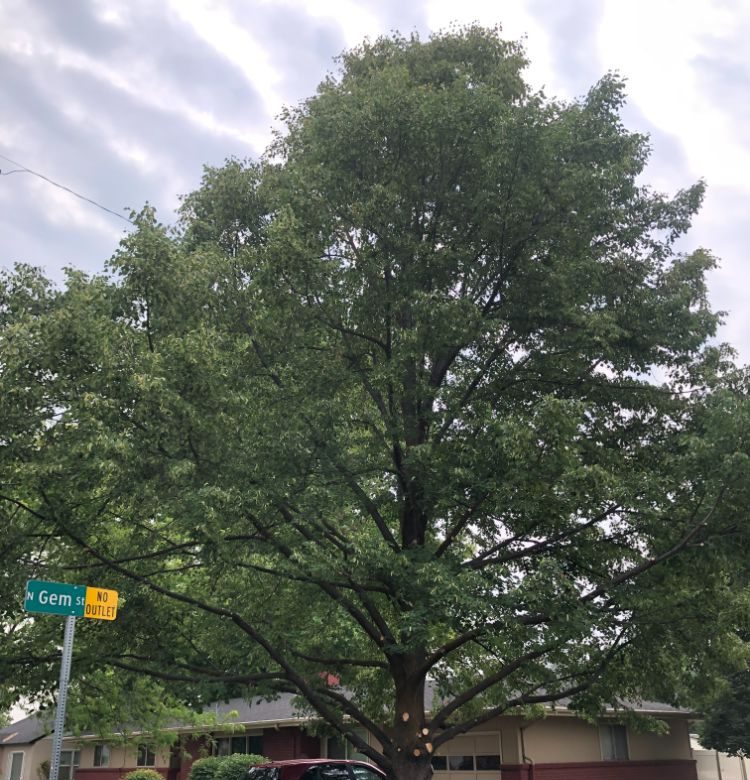 tree trimming nampa