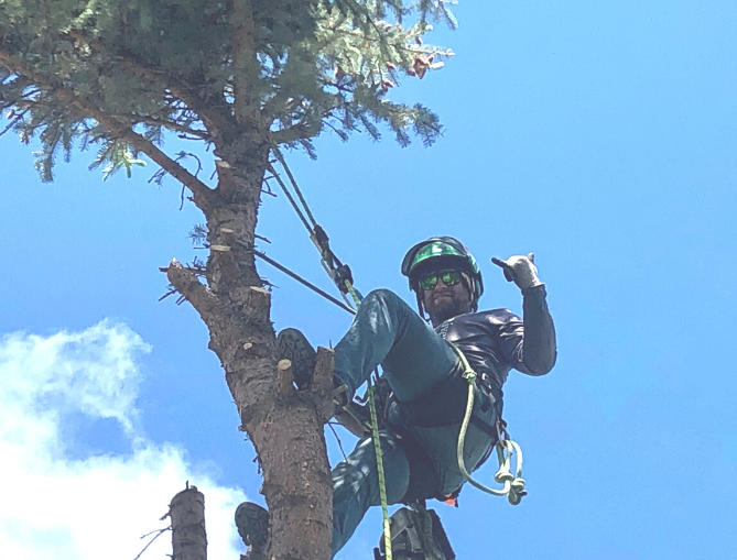 boise tree removal