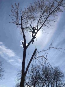 boise tree removal costs