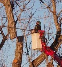 boise tree removal