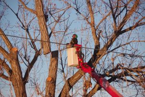 boise tree removal