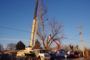 crane tree removal service boise