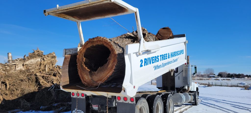 hazardous tree removal near me