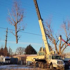 crane work tree removal