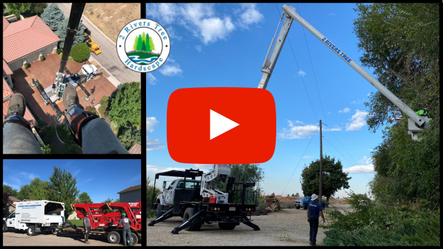 boise tree removal video