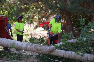 best tree removal company Boise