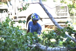 Local Boise Tree Service