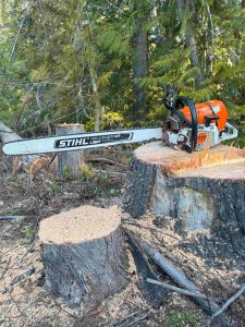 Skillful Boise tree trimming and tree removal