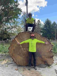 boise summer tree care
