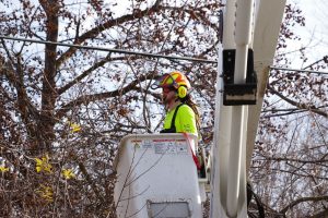 Boise tree service company